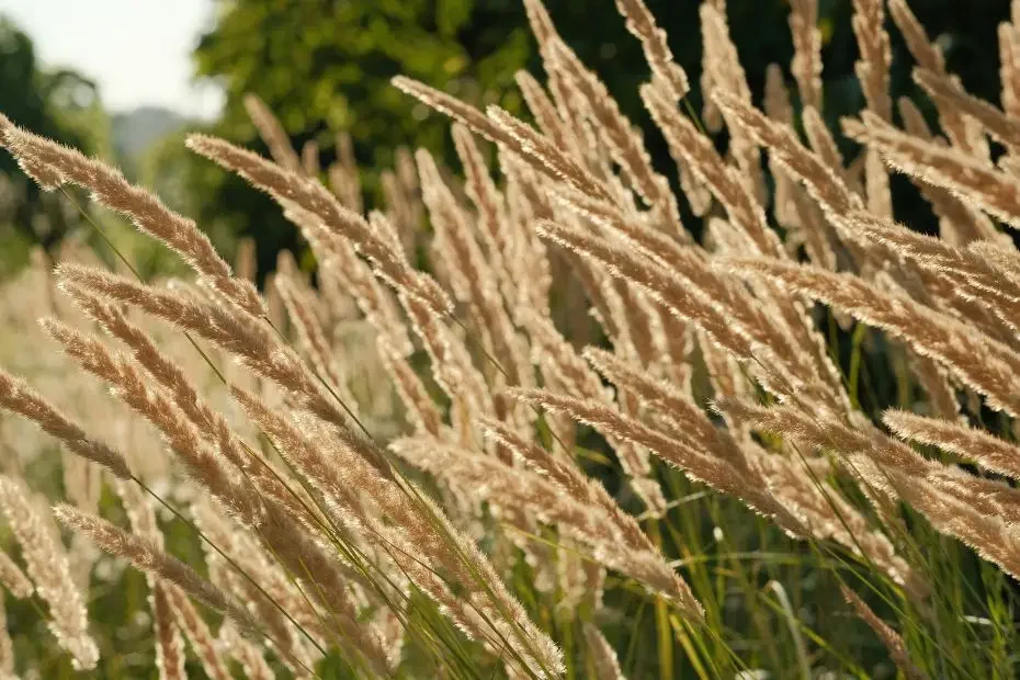 alergia primaveral
